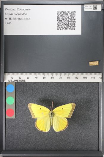 Media type: image;   Entomology 123929